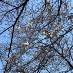 20150327　調神社の桜
