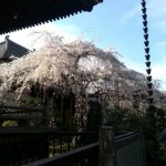 玉蔵院のしだれ桜