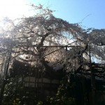 玉蔵院のしだれ桜