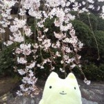 フモフモさんと玉蔵院のしだれ桜