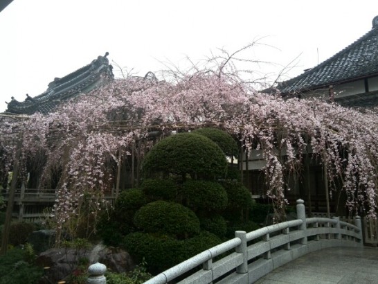 玉蔵院のしだれ桜を見てきました
