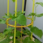 枯れていく朝顔 仲良しふもさん一家