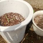 4/7のマリーゴールド 仲良しふもさん一家