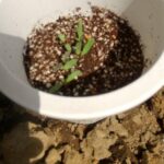 4/14 マリーゴールド観察日記 仲良しふもさん一家