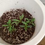 マリーゴールド観察日記 4/18本葉が増えてきた 仲良しふもさん一家